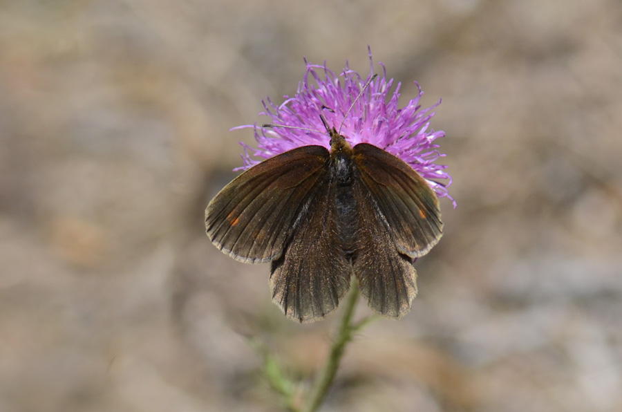 Erebia da id.